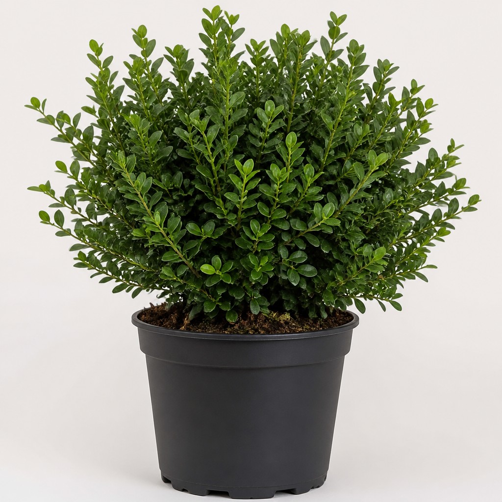 Boxwood