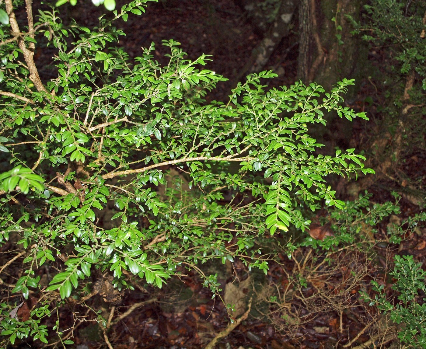 How to Care for Boxwood