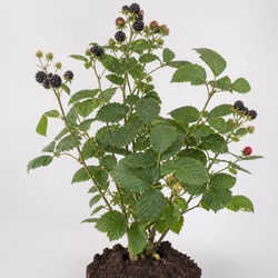 Boysenberry Identification Guide