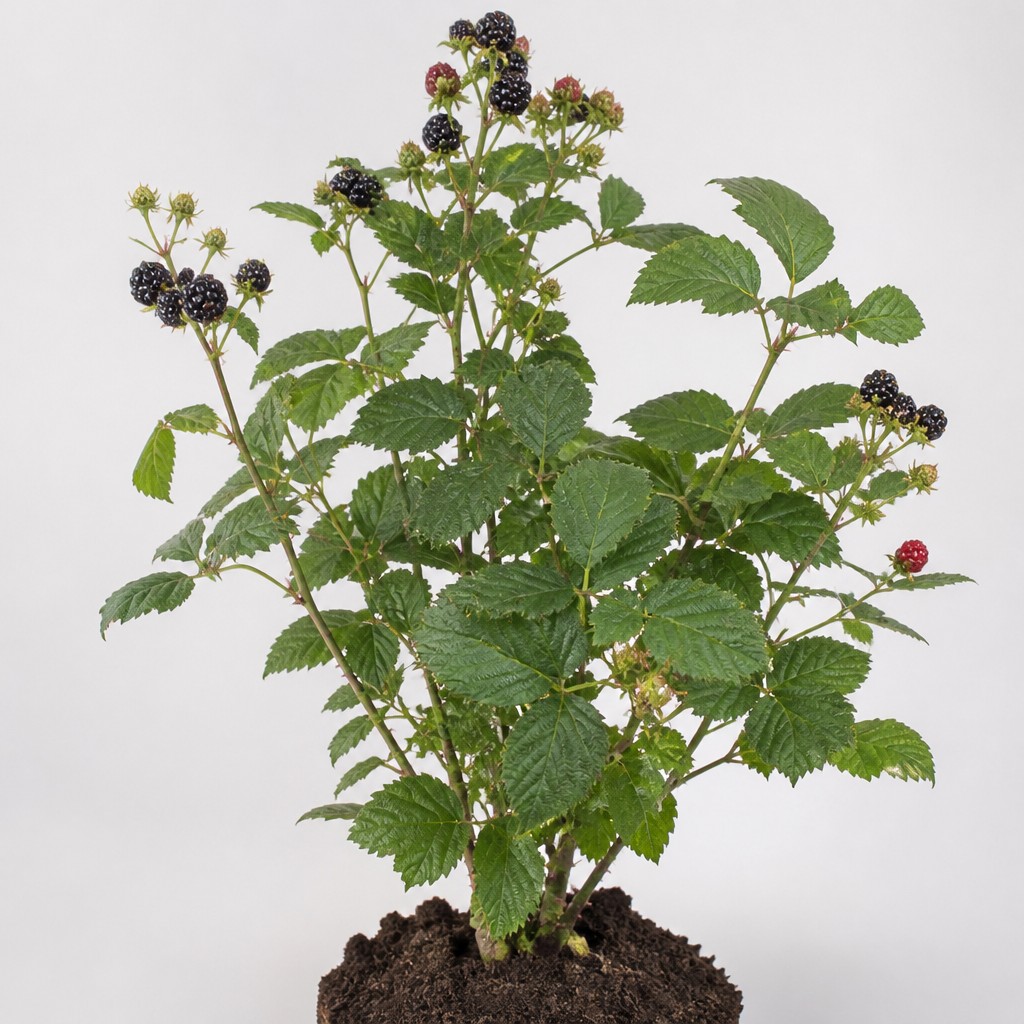 Boysenberry