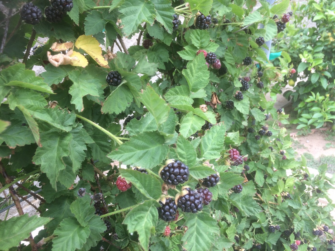 How to Care for Boysenberry