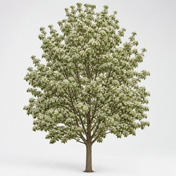 Bradford Pear Identification Guide