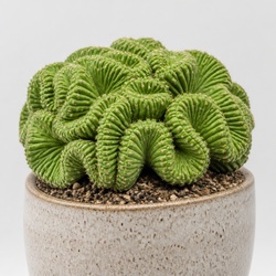 Brain Cactus Identification Guide