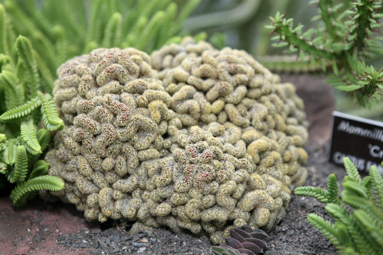 How to Care for Brain Cactus