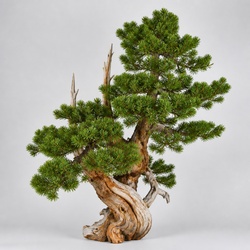 Bristlecone Pine Identification Guide