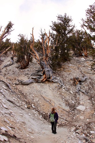 Bristlecone Pine