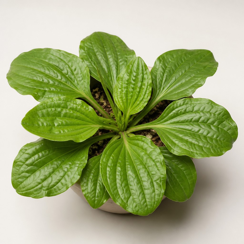 Broadleaf Plantain
