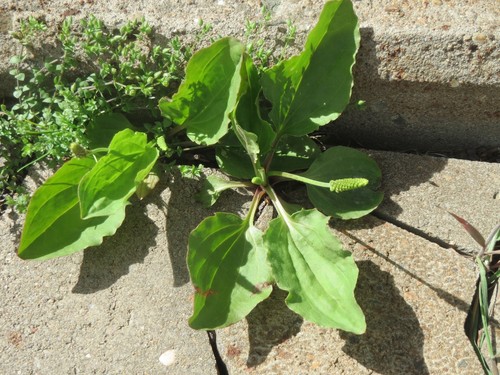 Broadleaf Plantain