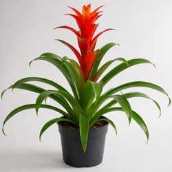 Bromeliad Identification Guide