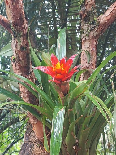 Bromeliad