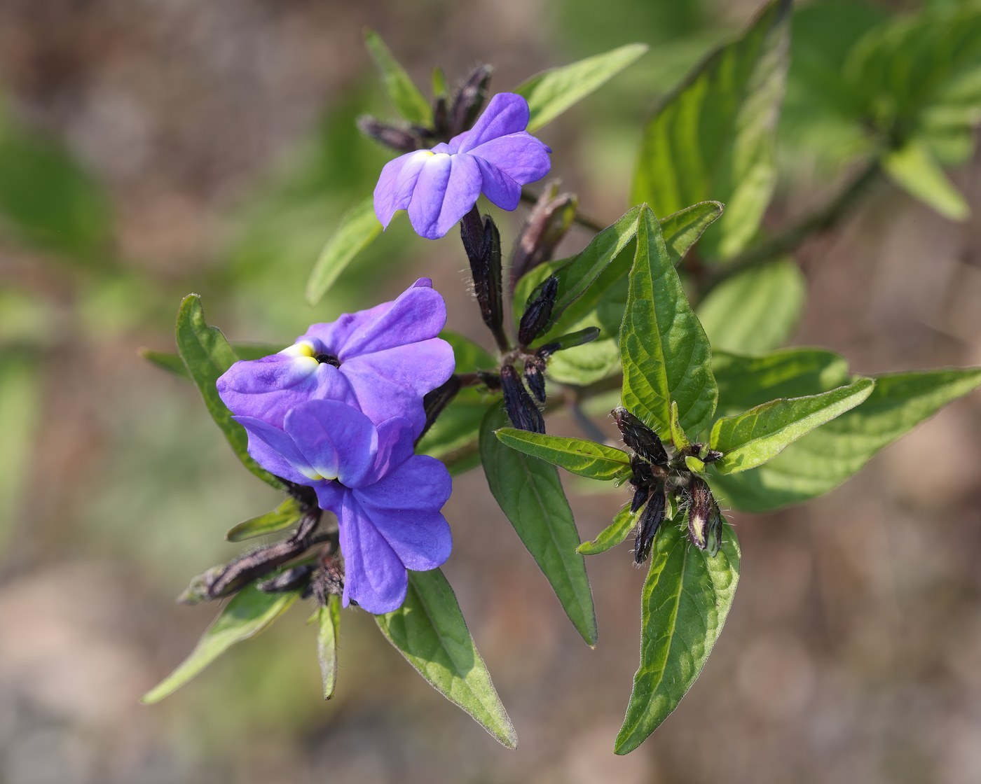 How to Care for Browallia