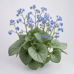 Brunnera Identification Guide