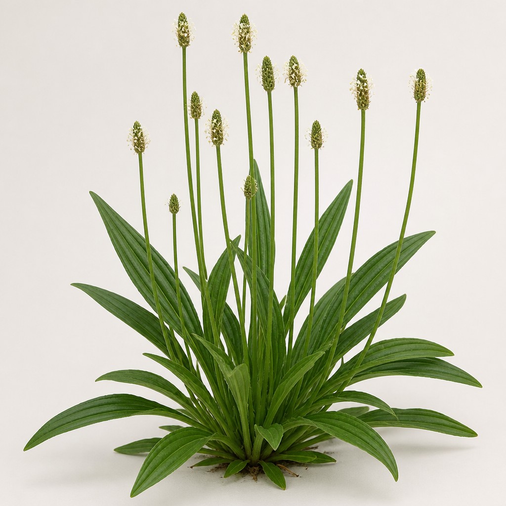 Buckhorn Plantain