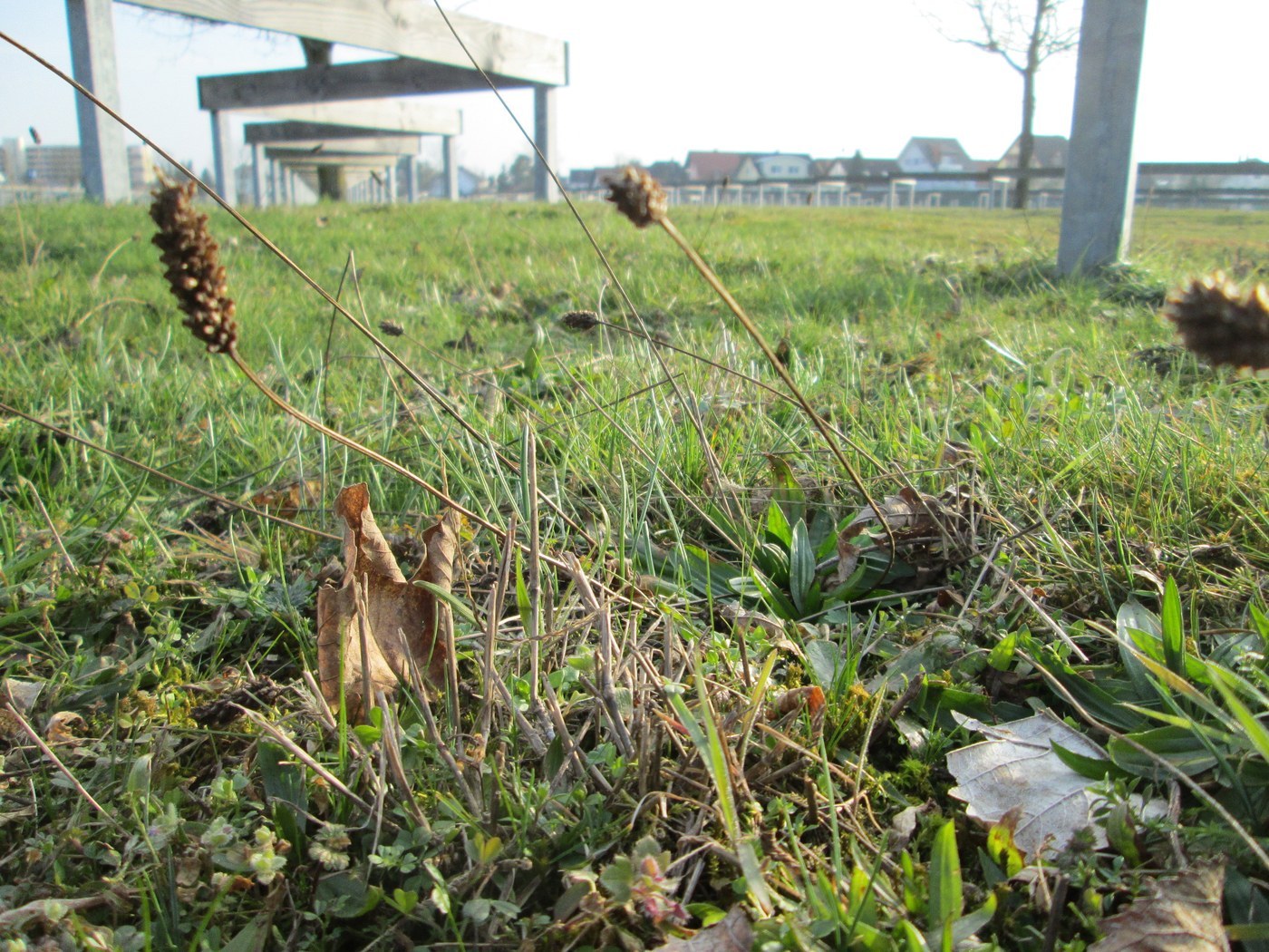 How to Care for Buckhorn Plantain