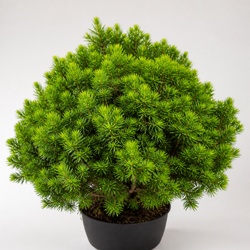 Buddhist Pine Identification Guide