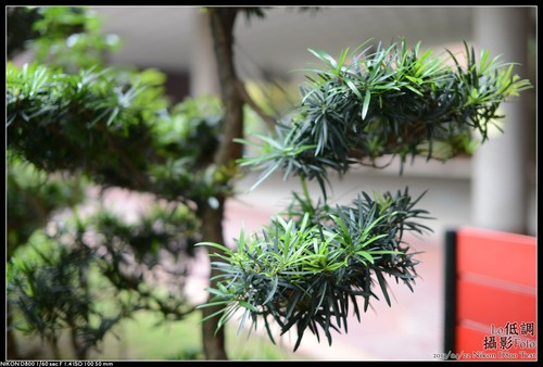 Buddhist Pine