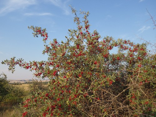 Buffalo Berry