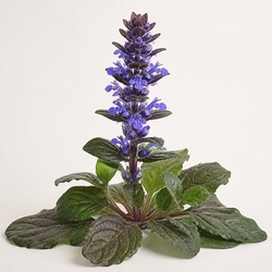 Bugleweed Identification Guide