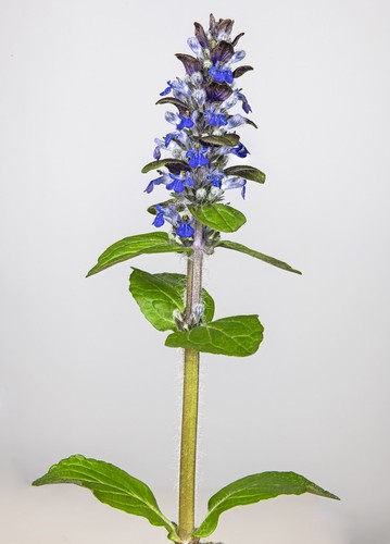 Bugleweed