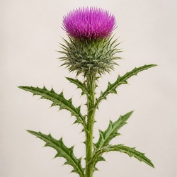 Bull Thistle Identification Guide