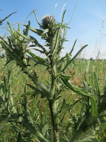 Bull Thistle