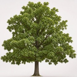 Bur Oak Identification Guide