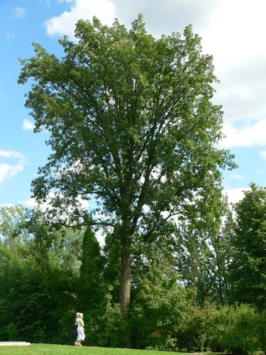 Bur Oak