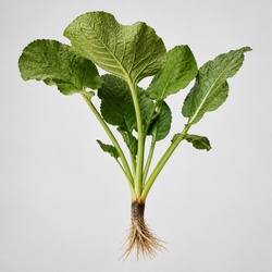 Burdock Identification Guide