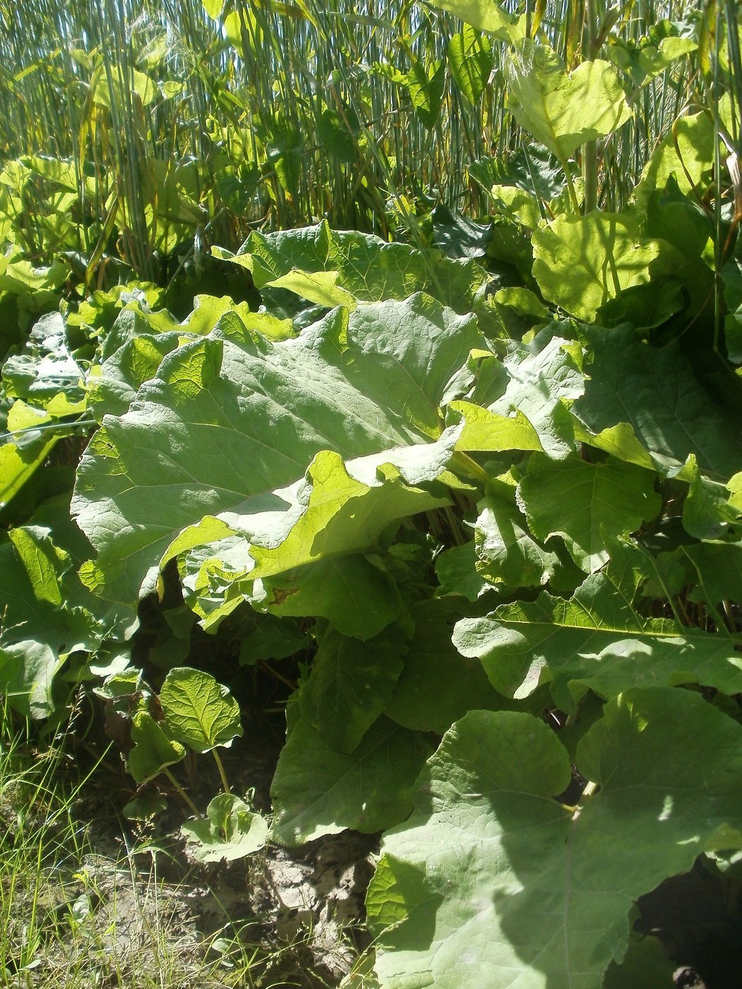 How to Care for Burdock