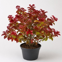 Burning Bush Identification Guide