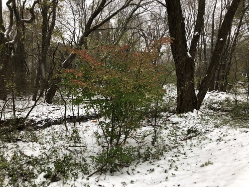 Burning Bush