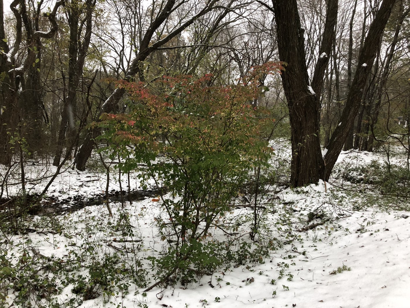 How to Care for Burning Bush