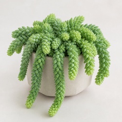 Burro's Tail Identification Guide