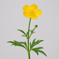 Buttercup Identification Guide