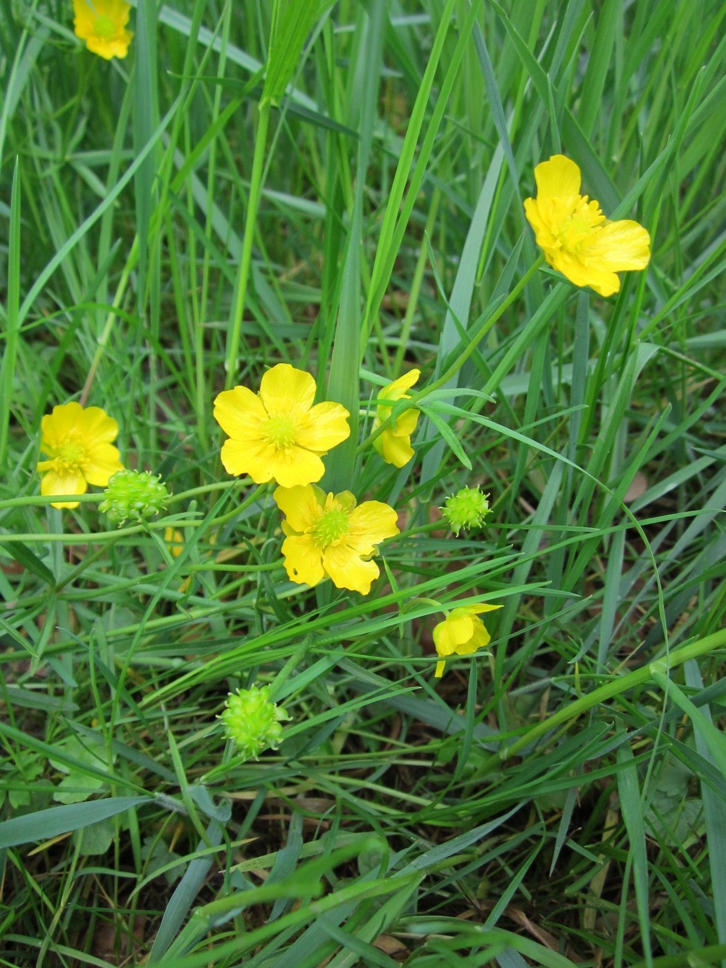 How to Care for Buttercup