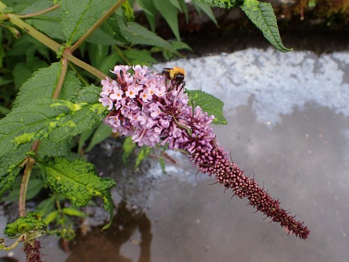 Butterfly Bush