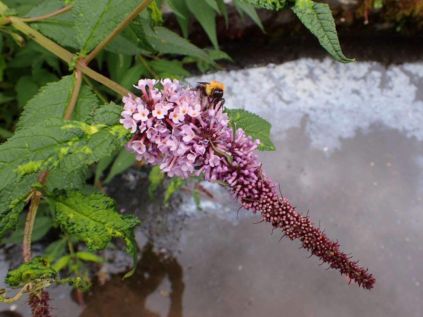 How to Care for Butterfly Bush