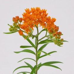Butterfly Weed Identification Guide