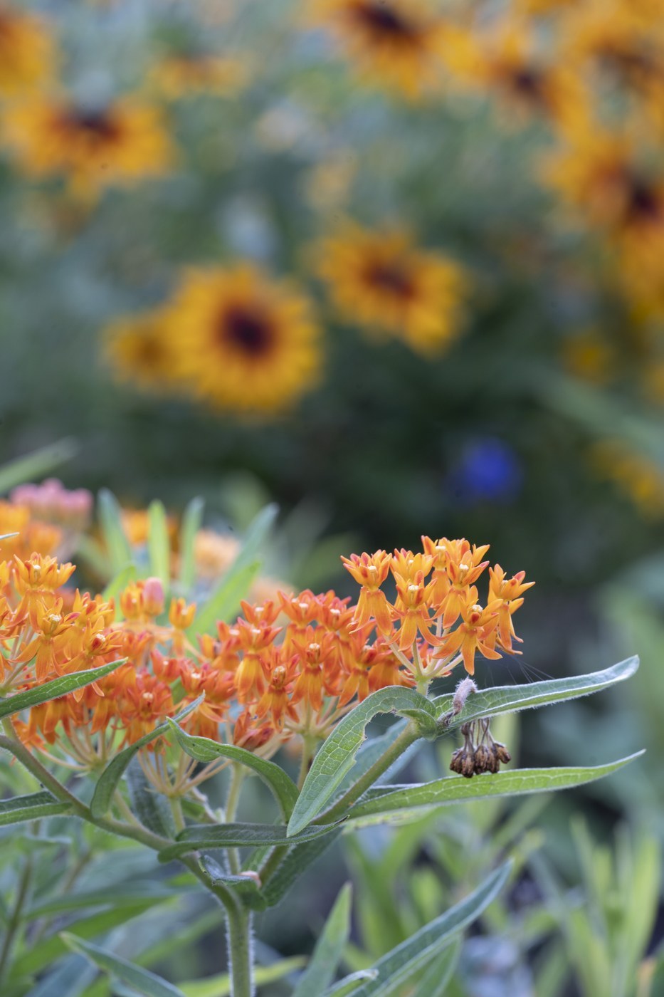 How to Care for Butterfly Weed