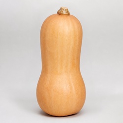Butternut Squash Identification Guide