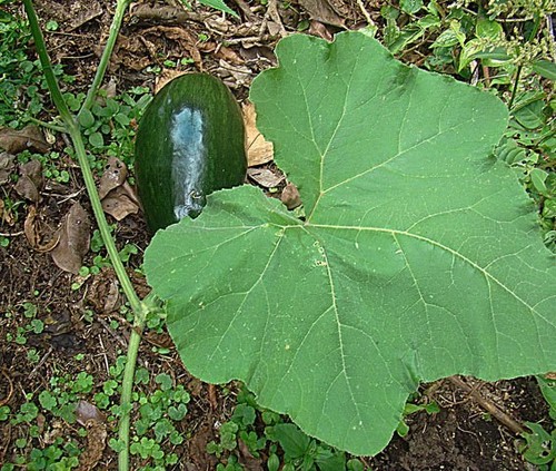 Butternut Squash