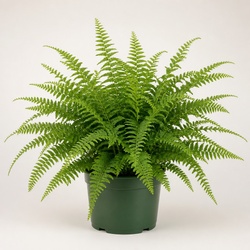 Button Fern Identification Guide