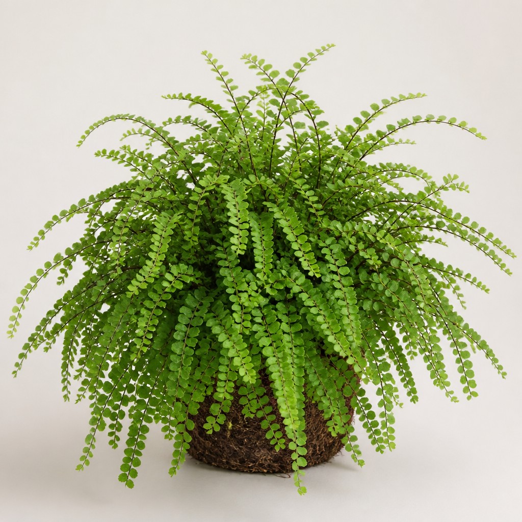 Button Fern