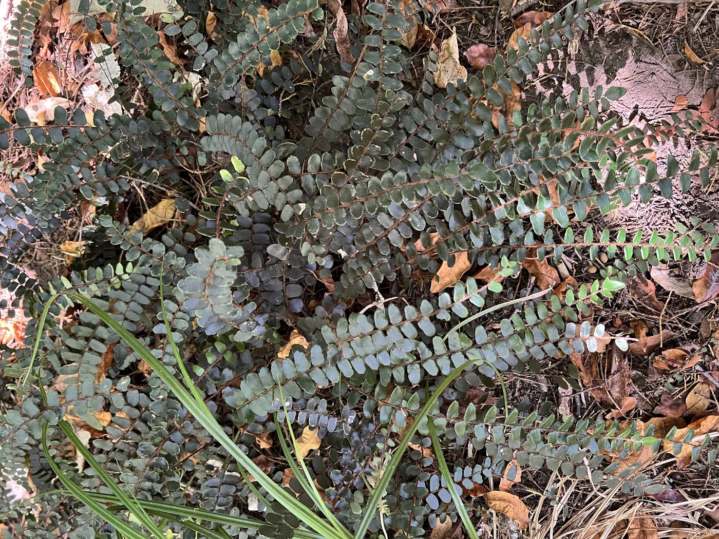 How to Care for Button Fern