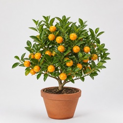 Calamondin Identification Guide