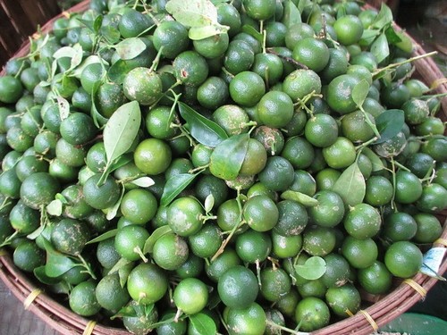 Calamondin