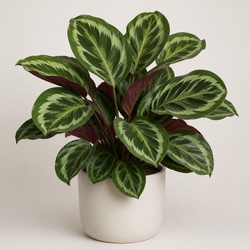 Calathea Identification Guide