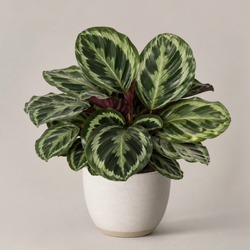 Calathea Medallion Identification Guide