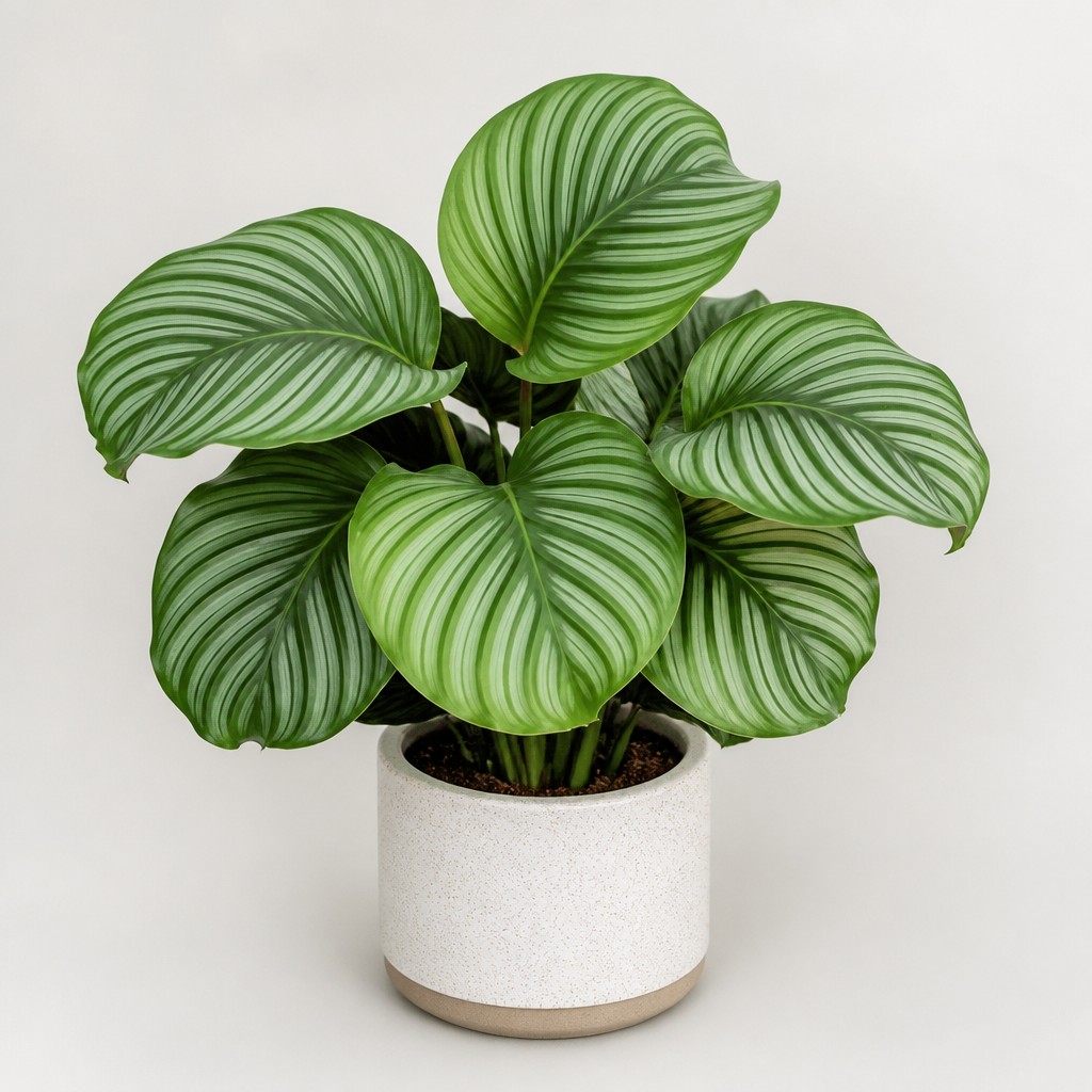 Calathea Orbifolia