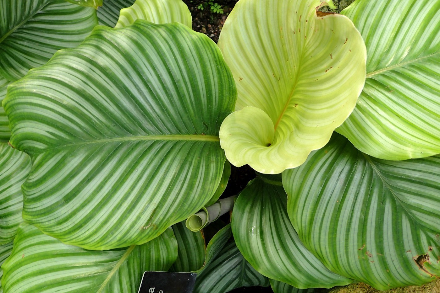 How to Care for Calathea Orbifolia